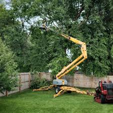 How Our Tree Care Process Works  in  Boyd, TX