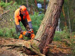 Boyd, TX Tree Removal Company