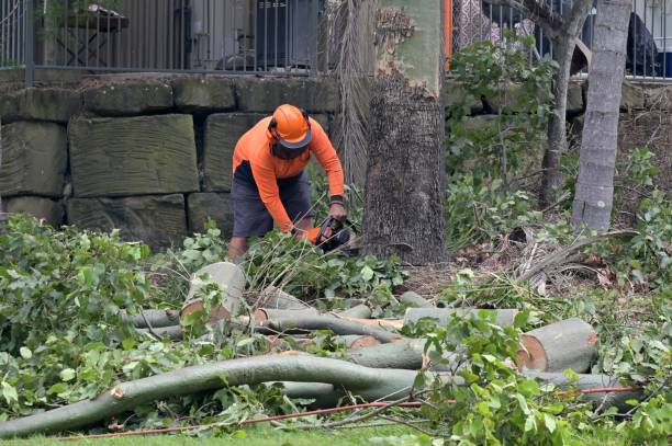 Best Tree Maintenance Programs  in Boyd, TX